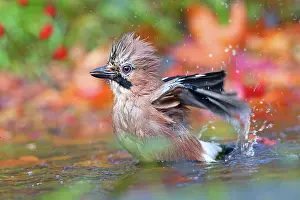 Glandarius: Eurasian jay (Garrulus glandarius) bathes in shallow
