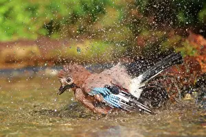 Glandarius: Eurasian jay (Garrulus glandarius) bathes in shallow