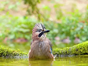 Garrulus: Eurasian jay (Garrulus glandarius) bathing in shallow