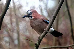 Glandarius: Eurasian Jay (Garrulus glandarius) on a branch