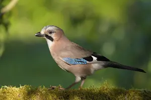 Corvid: Eurasian jay (Garrulus glandarius) on branch with moss