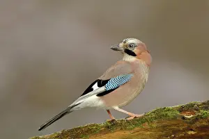 Wilden: Eurasian jay (Garrulus glandarius), on branch, Wilden