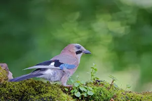 Romania: Eurasian Jay Garrulus glandarius Carpathian Mountains