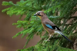 Garrulus: Eurasian Jay (Garrulus glandarius) Eichelhcher