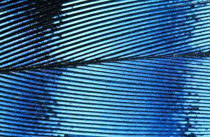Garrulus: Eurasian Jay (Garrulus glandarius) feather deta