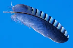 Garrulus: Eurasian Jay (Garrulus glandarius) feather, Eur