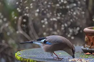 Table: Eurasian jay (Garrulus glandarius) fetching nuts from the patio table