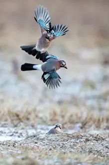 Garrulus: Eurasian Jay (Garrulus glandarius) in flight, Bi