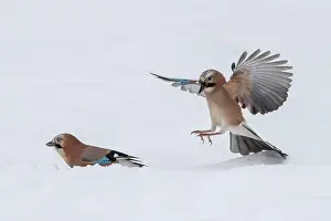 Glandarius: Eurasian jay (Garrulus glandarius) in flight, winter