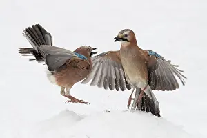 Glandarius: Eurasian jay (Garrulus glandarius) in flight, winter