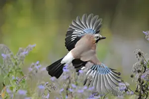 Garrulus: Eurasian Jay (Garrulus glandarius) flying, The