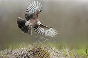 Garrulus: Eurasian Jay (Garrulus glandarius) flying, The