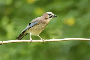 Corvid: Eurasian jay (Garrulus glandarius) Germany
