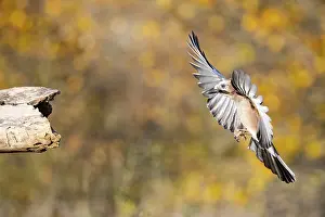 Corvid: Eurasian jay (Garrulus glandarius) Germany