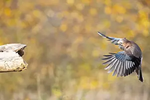 Corvid: Eurasian jay (Garrulus glandarius) Germany