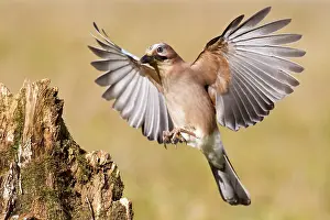 Corvid: Eurasian jay (Garrulus glandarius) Germany