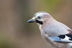 Corvid: Eurasian jay (Garrulus glandarius) Germany