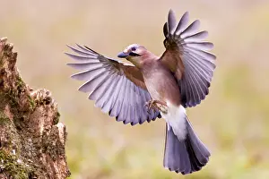 Corvid: Eurasian jay (Garrulus glandarius) Germany