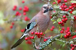 Glandarius: Eurasian jay (Garrulus glandarius) with hawthorn