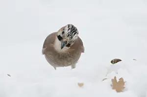 Garrulus: Eurasian Jay (Garrulus glandarius) looking for acorns