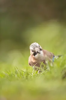 Garrulus: Eurasian Jay (Garrulus glandarius) perched in t