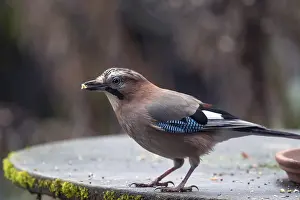 Grain: Eurasian jay (Garrulus glandarius) picking grains from a patio table