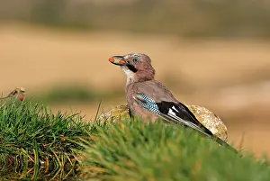 Glandarius: Eurasian Jay (Garrulus glandarius) with seeds in