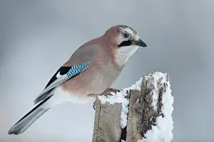 Garrulus: Eurasian jay (Garrulus glandarius), sits on wooden