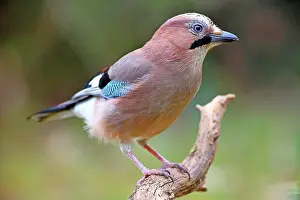 Glandarius: Eurasian jay (Garrulus glandarius), sitting on a