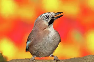 Wilden: Eurasian jay (Garrulus glandarius), sitting in front