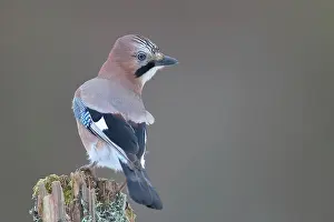 Glandarius: Eurasian jay (Garrulus glandarius) sitting on a