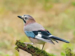 Garrulus: Eurasian jay (Garrulus glandarius) sitting on a