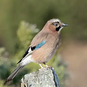 Marked: Eurasian jay (Garrulus glandarius) sitting on boundary