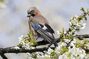Glandarius: Eurasian jay (Garrulus glandarius) sitting on branch