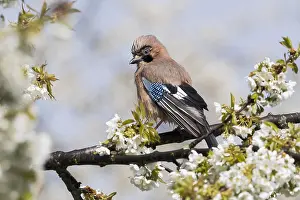 Glandarius: Eurasian jay (Garrulus glandarius) sitting on branch