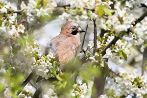 Glandarius: Eurasian jay (Garrulus glandarius) sitting on branch