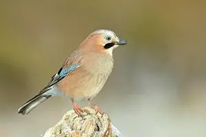 Garrulus: Eurasian jay (Garrulus glandarius), sitting in frost