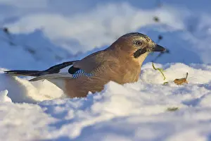 Typical: Eurasian jay (Garrulus glandarius), standing in snowy