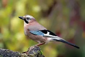 Lorraine: Eurasian Jay (Garrulus glandarius) on a stump in