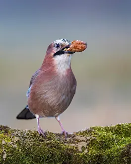 Break: Eurasian jay (Garrulus glandarius) sunrise, frost