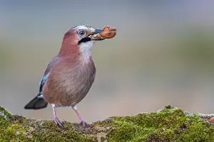 Break: Eurasian jay (Garrulus glandarius) sunrise, frost