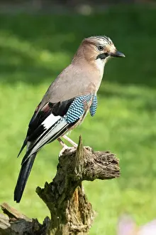 Corvid: Eurasian Jay sitting on tree stump looking right