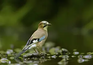 Sized: Eurasian Jay - standing on pebbles at side of stream - June