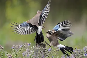 Garrulus: Eurasian Jays (Garrulus glandarius) fighting, T