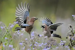 Garrulus: Eurasian Jays (Garrulus glandarius) fighting, T