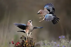 Garrulus: Eurasian Jays (Garrulus glandarius) fighting, T