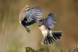 Garrulus: Eurasian Jays (Garrulus glandarius) fighting, T
