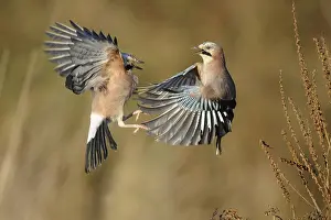Garrulus: Eurasian Jays (Garrulus glandarius) fighting, T