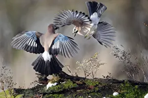 Garrulus: Eurasian Jays (Garrulus glandarius) fighting, T
