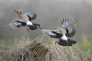 Garrulus: Eurasian Jays (Garrulus glandarius) fighting, T